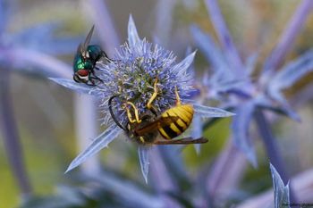 Bee and Fly on a Blue Eryngo This nature photograph captures a close-up view of a bee and a fly interacting with the vibrant spiky flower head of a blue eryngo plant. The image was taken in the morning during the summer, as indicated by the soft natural light and timestamp, highlighting the intricate details of the plants and insects. The bee, identifiable by its yellow and black bands, and the iridescent green fly are shown actively foraging on the blue eryngo, demonstrating the critical relationship between bees, insects, and flowering plants in a summer ecosystem. This still life composition emphasizes the diversity of insect life and the unique beauty of blue eryngo within its natural habitat.